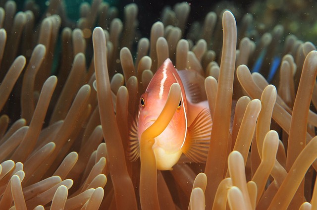 rybka mezi korály
