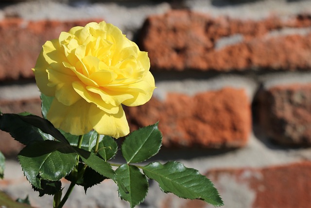 žlutá růže u zdi